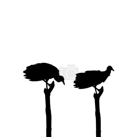 Ilustración de Silueta del Pájaro Buitre Negro, Basado en mi Fotografía como Referencia de Imagen, Ubicación en Nickerie, Surinam, Sudamérica. Ilustración vectorial - Imagen libre de derechos