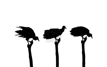 Téléchargez les illustrations : Silhouette du troupeau de l'oiseau vautour noir, d'après ma photographie comme référence d'image, emplacement dans Nickerie, Suriname, Amérique du Sud. Illustration vectorielle - en licence libre de droit