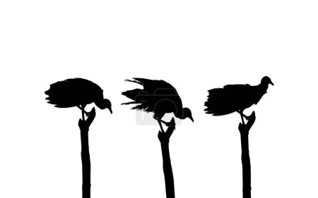 Téléchargez les illustrations : Silhouette du troupeau de l'oiseau vautour noir, d'après ma photographie comme référence d'image, emplacement dans Nickerie, Suriname, Amérique du Sud. Illustration vectorielle - en licence libre de droit
