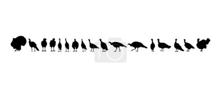 Illustration for Flock of the Turkey Silhouette for Art Illustration, Pictogram or Graphic Design Element. The Turkey is a large bird in the genus Meleagris. Vector Illustration - Royalty Free Image
