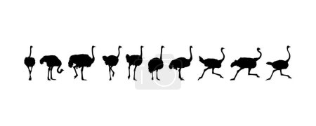 Téléchargez les illustrations : Flock of the Ostrich Silhouette for Logo, Pictogram, Art Illustration or Graphic Design Element. Vector Illustration - en licence libre de droit