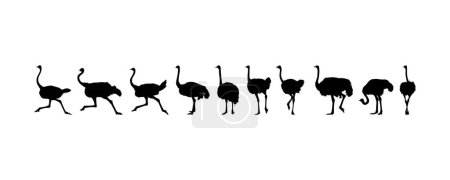 Téléchargez les illustrations : Flock of the Ostrich Silhouette for Logo, Pictogram, Art Illustration or Graphic Design Element. Vector Illustration - en licence libre de droit
