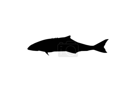 Cobia Fish Silhouette, auch bekannt als schwarzer Eisvogel, schwarzer Lachs, Leng, Zitronenfisch, Krabbenfischer, verlorener Sohn, Kabeljau und schwarzer Bonito. Vektorillustration