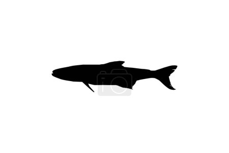 Ilustración de Cobia Fish Silhouette, también conocido como pez rey negro, salmón negro, ling, pez limón, cangrejo, hijo pródigo, bacalao y bonito negro. Ilustración vectorial - Imagen libre de derechos