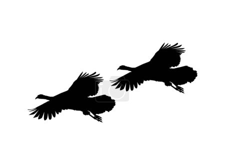 Illustration for Pair of the Flying Turkey Silhouette for Art Illustration, Pictogram or Graphic Design Element. The Turkey is a large bird in the genus Meleagris. Vector Illustration - Royalty Free Image