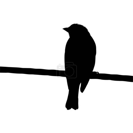 Photo for Silhouette of the Bird Perched on the Electrical Wire Base on my Photography. Vector Illustration - Royalty Free Image