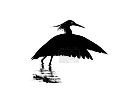 Ilustración de La Garza Negra (Egretta Ardesiaca), también conocida como la Silueta de Garza Negra para Ilustración de Arte, Logo, Pictograma, Sitio Web o Elemento de Diseño Gráfico. Ilustración vectorial - Imagen libre de derechos