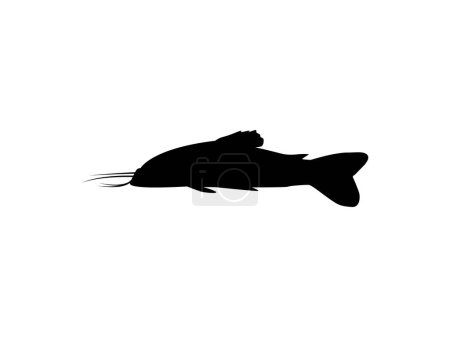 Illustration for Silhouette of the Fish Kwi Kwi or tamuata, atipa, hassa, cascadu, cascadura, busco, currito or Hoplosternum littorale is a species of Armoured Catfish from the Callichthyidae family. Vector Illustration - Royalty Free Image