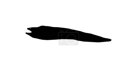 Illustration for Silhouette of the Moray eels or Muraenidae, for Art Illustration, Logo Type, Pictogram or Graphic Design Element. Vector Illustration - Royalty Free Image