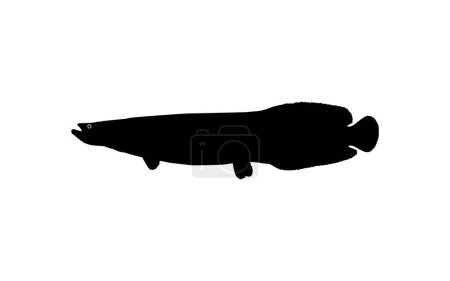 Illustration for Silhouette of the Fish Arapaima, or pirarucu, or paiche, for Icon, Symbol, Pictogram, Art Illustration, Logo Type, Website or Graphic Design Element. Vector Illustration - Royalty Free Image