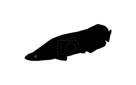 Illustration for Silhouette of the Fish Arapaima, or pirarucu, or paiche, for Icon, Symbol, Pictogram, Art Illustration, Logo Type, Website or Graphic Design Element. Vector Illustration - Royalty Free Image
