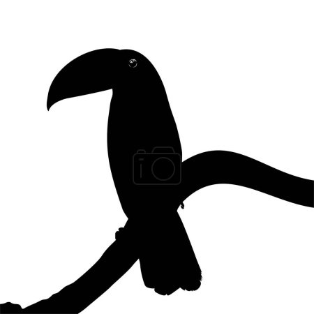 Illustration for Toucans are Neotropical members of the near passerine bird family Ramphastidae. The Ramphastidae are most closely related to the American barbets, Bird Silhouette. Vector Illustration - Royalty Free Image