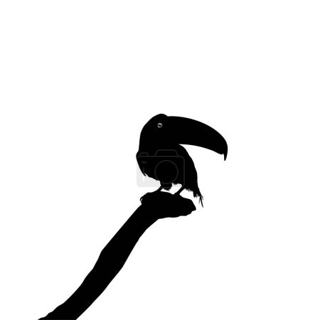 Illustration for Toucans are Neotropical members of the near passerine bird family Ramphastidae. The Ramphastidae are most closely related to the American barbets, Bird Silhouette. Vector Illustration - Royalty Free Image