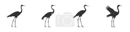Illustration for Crane bird silhouette set. Vector illustration. - Royalty Free Image