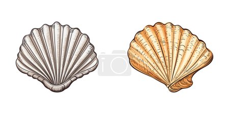 Ilustración de Dos conchas marinas se colocan en una superficie blanca limpia. - Imagen libre de derechos