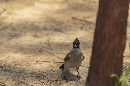Photo for A Sooty-headed bulbul on the ground looking for food. - Royalty Free Image