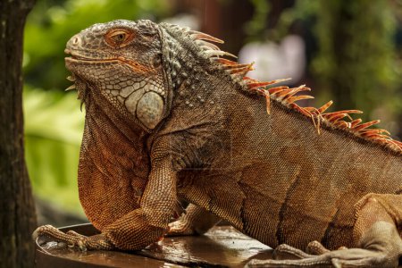 Medio cuerpo de una iguana roja con un fondo bokeh muy fresco adecuado para su uso como fondo de pantalla, educación animal, material de edición de imágenes y otros.