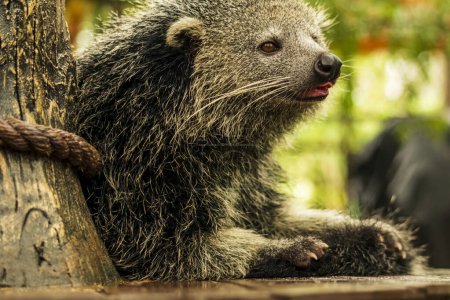Photo for Shot of a Binturong or Bearcat with a very cool bokeh background suitable for use as wallpaper, animal education, image editing material and so on. - Royalty Free Image