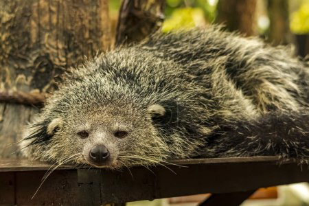 Photo for Shot of a Binturong or Bearcat with a very cool bokeh background suitable for use as wallpaper, animal education, image editing material and so on. - Royalty Free Image