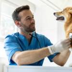 Portrait of friendly male veterinarian in uniform listening to heartbeat of pembroke welsh corgi dog during examination at vet clinic, copy space