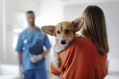 Pet care concept. Woman carrying cute pembroke welsh corgi dog at vet hospital, lady holding her puppy and visiting clinic for regular checkup