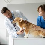 Professional male veterinarian doctor listening to pembroke welsh corgi dogs heartbeat through stethoscope, working at vet clinic with female assistant