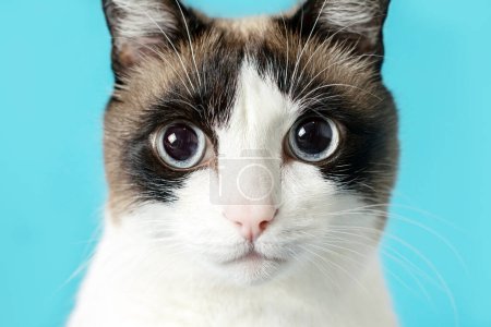 Grey and white pretty cat with blue eyes looking at camera, sitting on blue studio background, closeup shot