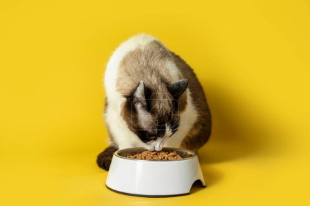 Gato gris y blanco comiendo comida de gato de cuenco sobre fondo amarillo brillante. El concepto de comer sano a tu querida mascota