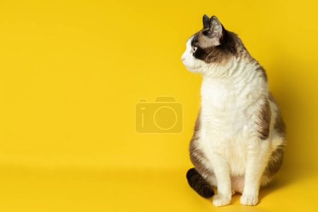 Charming white and grey cat looks interested aside at free space isolated on yellow background, ad for animal food, banner