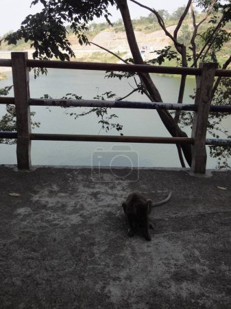 Photo for A monkey on a concrete path near the lake. The path has a fence on one side - Royalty Free Image