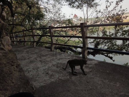 Photo for A monkey on a concrete path near the lake. The path has a fence on one side - Royalty Free Image