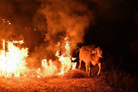 Téléchargez les photos : Dakshina Kannada, Inde-26 avril 2022 : Le rituel séculaire des vaches en feu pendant l'événement Makar Sankranti Porterait chance et empêcherait le bétail et les cultures de nuire - en image libre de droit