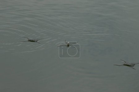 Foto de Macro vista de insecto gerris lacustris, conocido como patinador común del estanque o strider común del agua flotando en la superficie del agua del río - Imagen libre de derechos