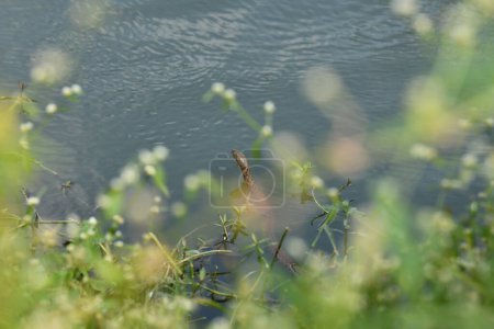 Photo for Closeup of a grass snake or common snake head above a lake's water surface during the summer - Royalty Free Image