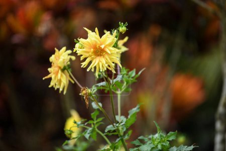 Photo for A shallow focus on yellow Dahlia flowers on a plant in the garden with sunlight during spring - Royalty Free Image