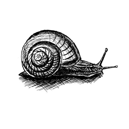 Escargot romain croquis monochrome illustration vectorielle de stock pour le web, pour imprimer, pour un restaurant menu