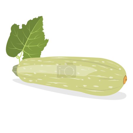 Illustration for Zucchini organic natural healthy vegetable. Natural product. Diet menu. Vector illustration flat design. Isolated on white background. - Royalty Free Image