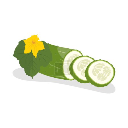 Cucumber icon. Whole cucumber, half chopped, slices. Fresh green cucumbers. Organic vegetables. Healthy, diet, vegetarian food. Vector illustration isolated on white background.
