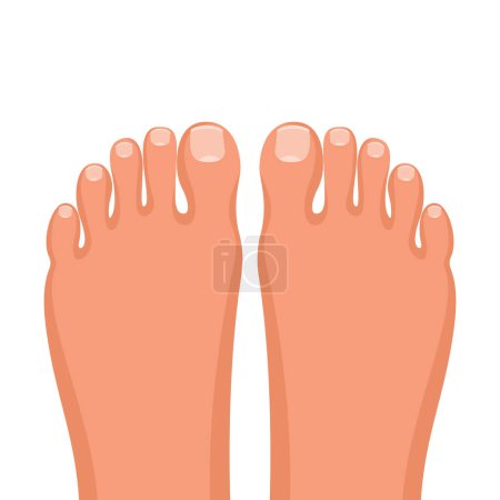 Toes with nails. Closeup toes on a white background. Healthy feet concept. Beautiful female feet with a pedicure. Vector illustration flat design. Isolated on white background.