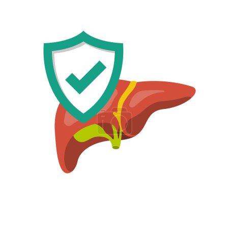 Illustration for Liver protection icon. Safety human. A shield is a symbol of protection of the human liver. Healthcare concept. Vector illustration flat design. Isolated on a white background. - Royalty Free Image