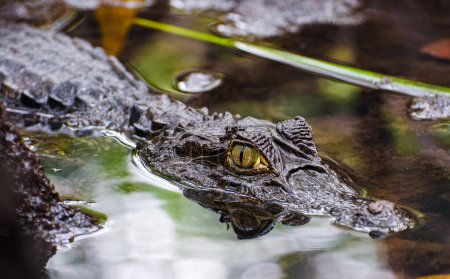 Photo for Close-up of a caiman awaiting prey in complete stillness in the waters of a mangrove forest. Great view of its yellow eye, reflection of the caimans eye in the water. High quality photo - Royalty Free Image