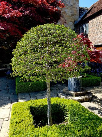 A sculpted hornbeam tree on the courtyard garden of an old country house.