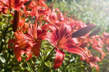 Téléchargez les photos : Une belle fleur de lis rouge pousse dans le jardin sous les rayons du soleil chaud. Gros plan Lys rouges nommés Marco Polo - en image libre de droit