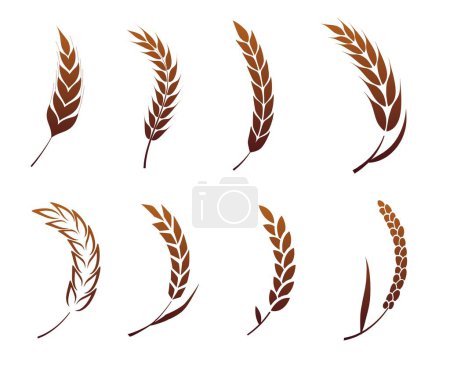 Illustration for A set of silhouettes of curved ears of corn - Royalty Free Image