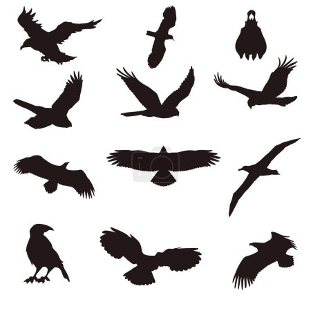 Illustration for Set of silhouettes of different birds - Royalty Free Image