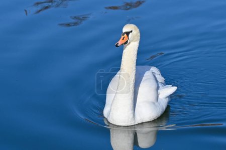 Téléchargez les photos : Cygne blanc nage lentement sur le lac - en image libre de droit