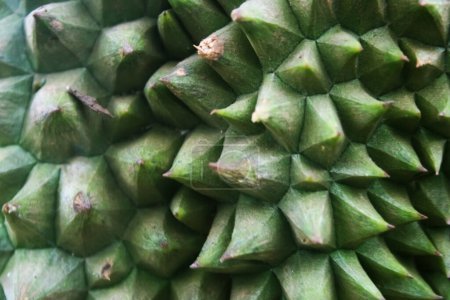 Photo for A close-up of the durian fruit's prickly surface - Royalty Free Image