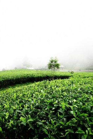 Téléchargez les photos : Ambiance fraîche le matin sur une plantation de thé recouverte d'un brouillard épais - en image libre de droit