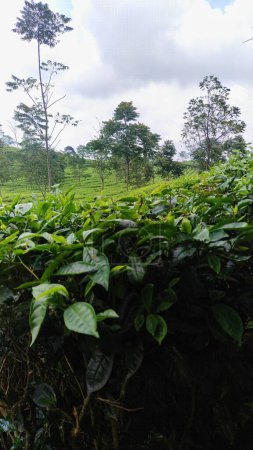Téléchargez les photos : Belles vues sur les plantations de thé vert sous le ciel bleu - en image libre de droit