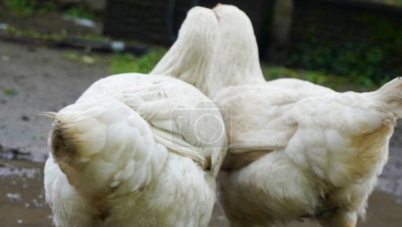 two large white feathered chickens seen from behind as they walk side by side